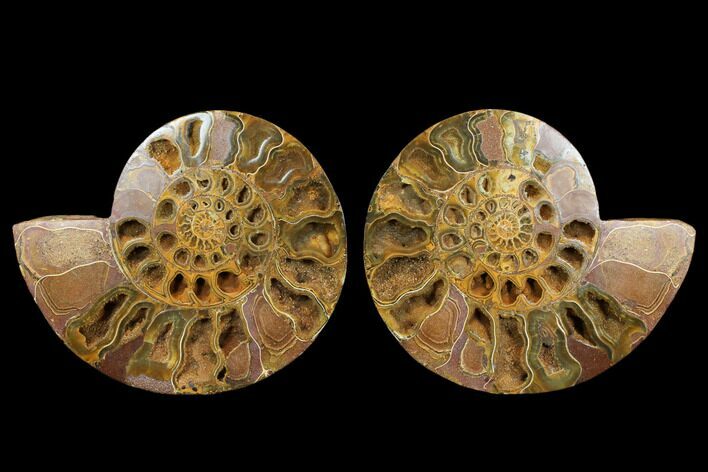 Crystal Filled, Cut & Polished Ammonite Fossil - Jurassic #183364